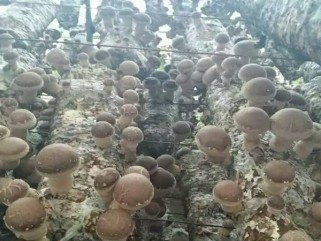 菌类大棚基地