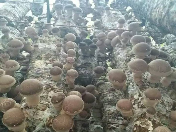 菌类大棚基地